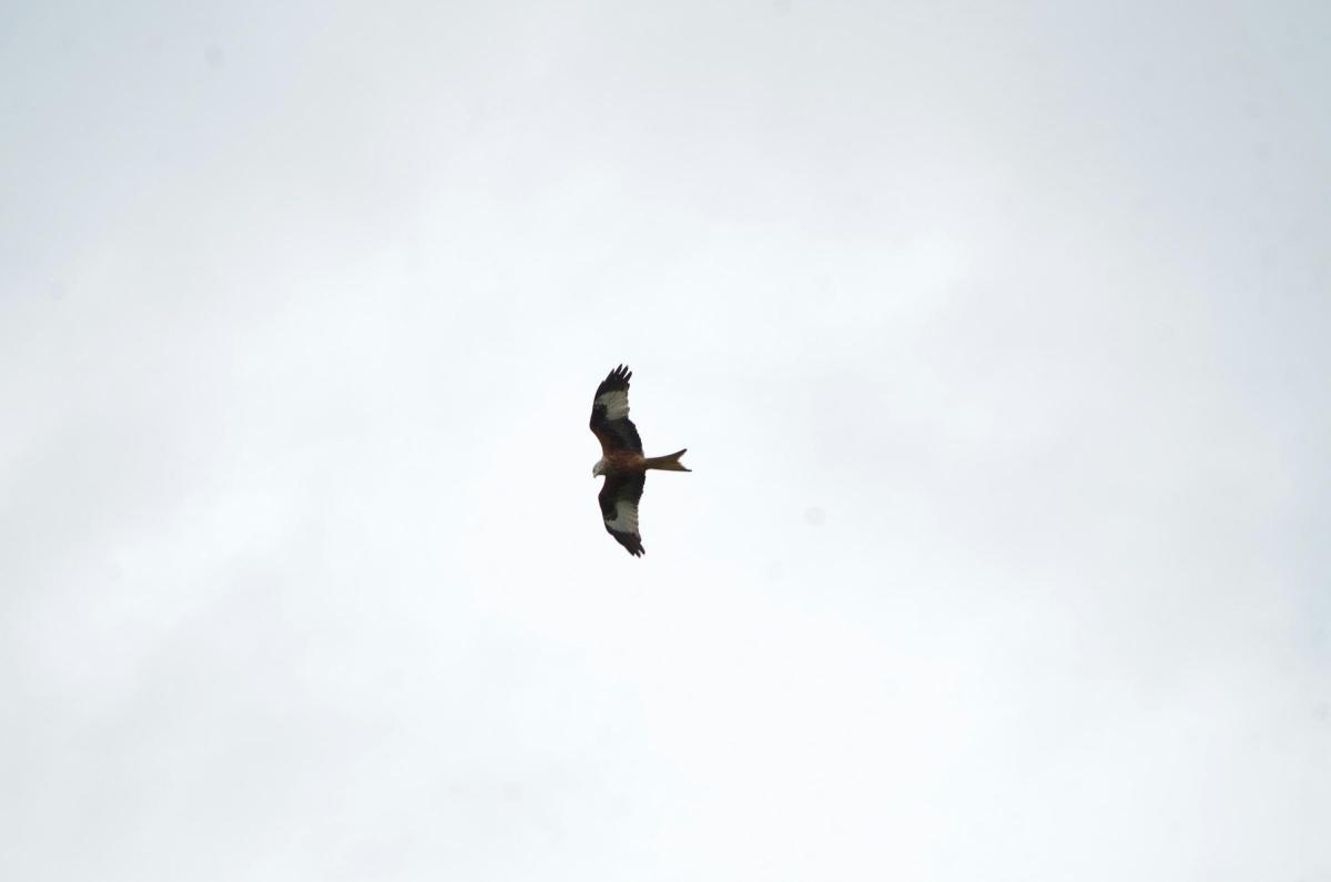 Red Kite hunting Picture: Nick Smith