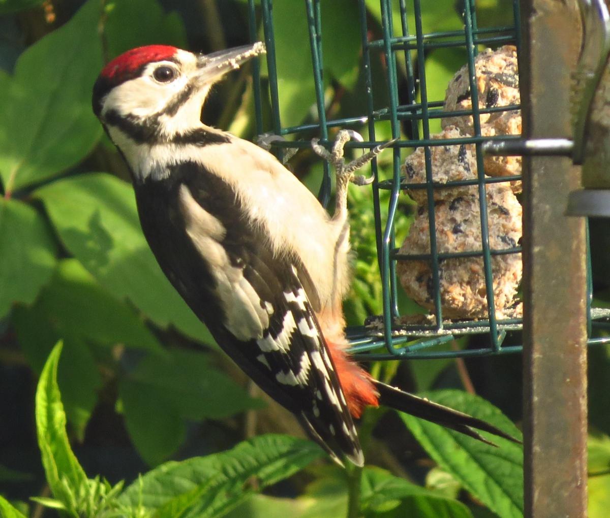 Great Spotted Woodpecker 	                
Picture: MAUREEN ILES