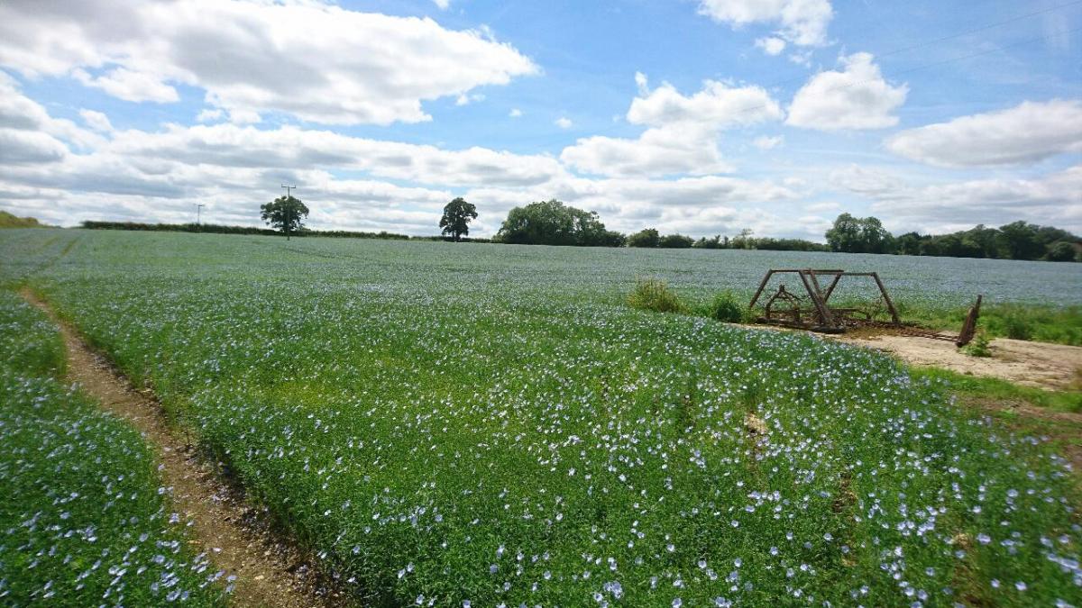 Field of Flax near Crudwell Picture: SUE SKILLEN