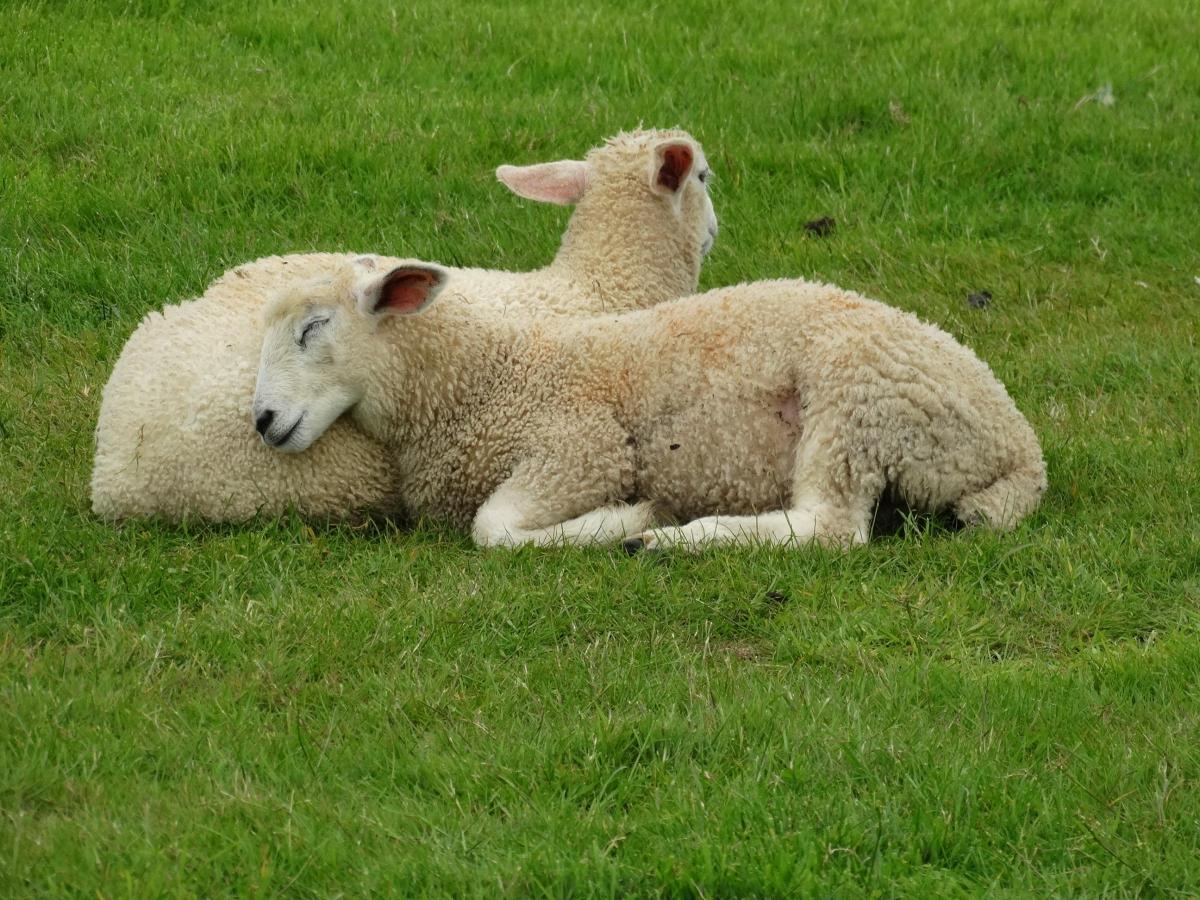 Sleepy Sheep                                                            Picture: MAUREEN SKINNER