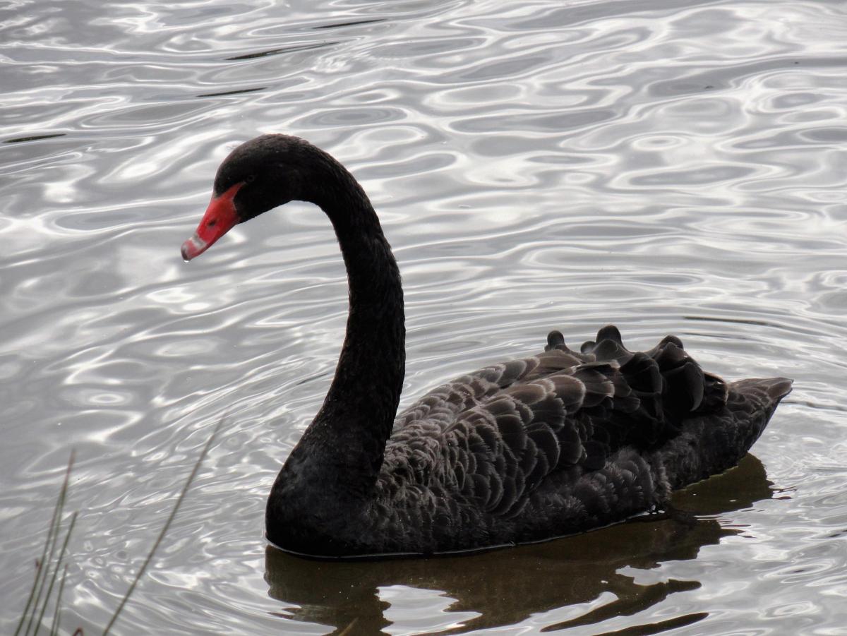 Black Swan                                                                        Picture: BRIAN FISHER