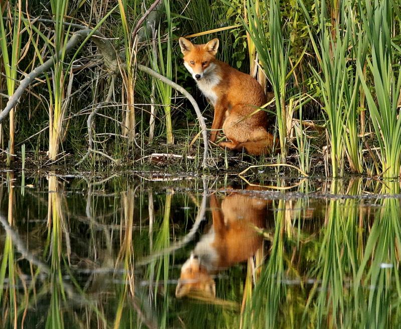 The fox and the reflection                                                                                                                         Picture: NEIL HERBERT
