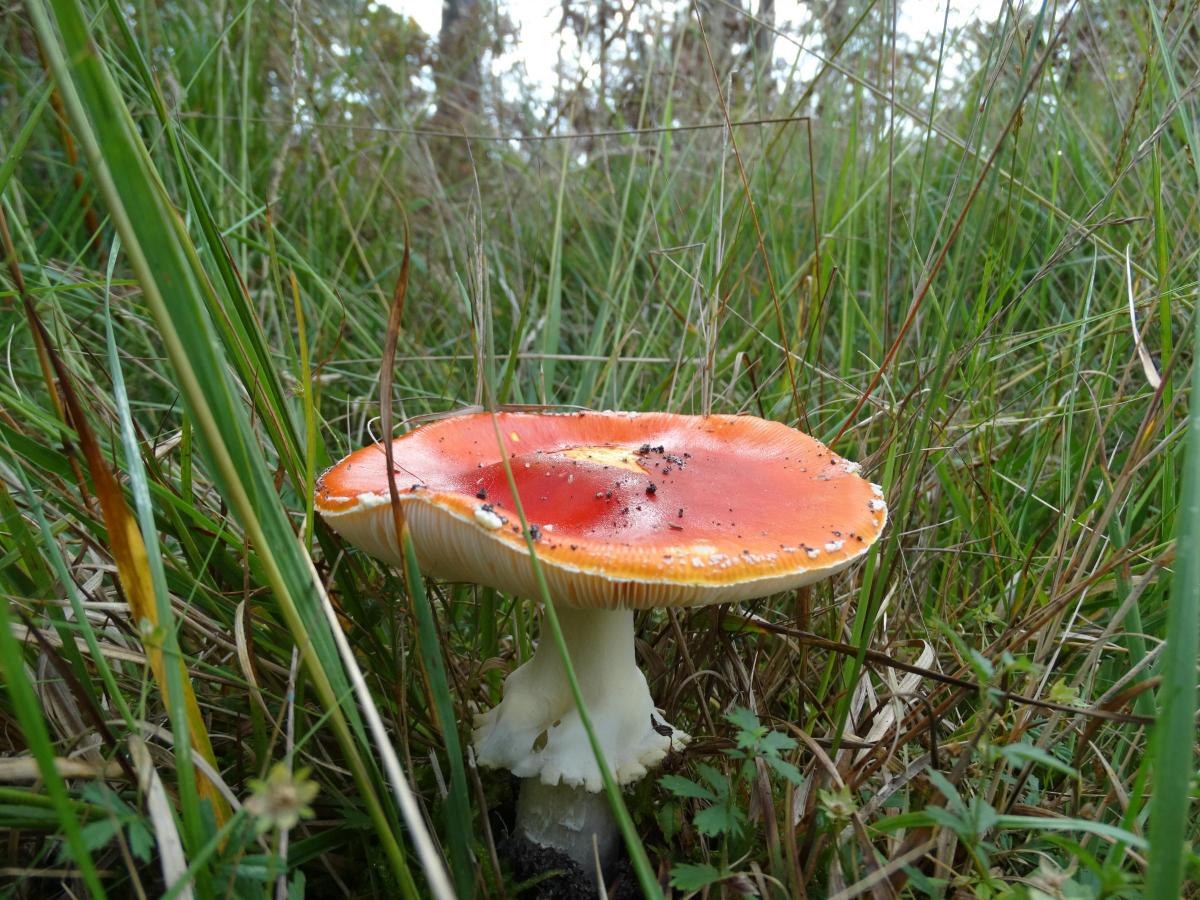 A fly agaric         Picture: MAUREEN SKINNER