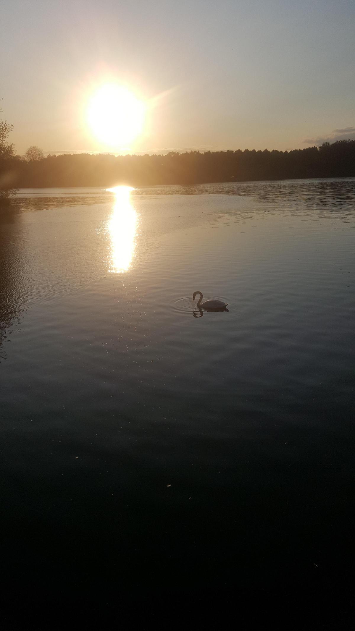 Swan on the lake                                                                       Picture: AMY HILLIER