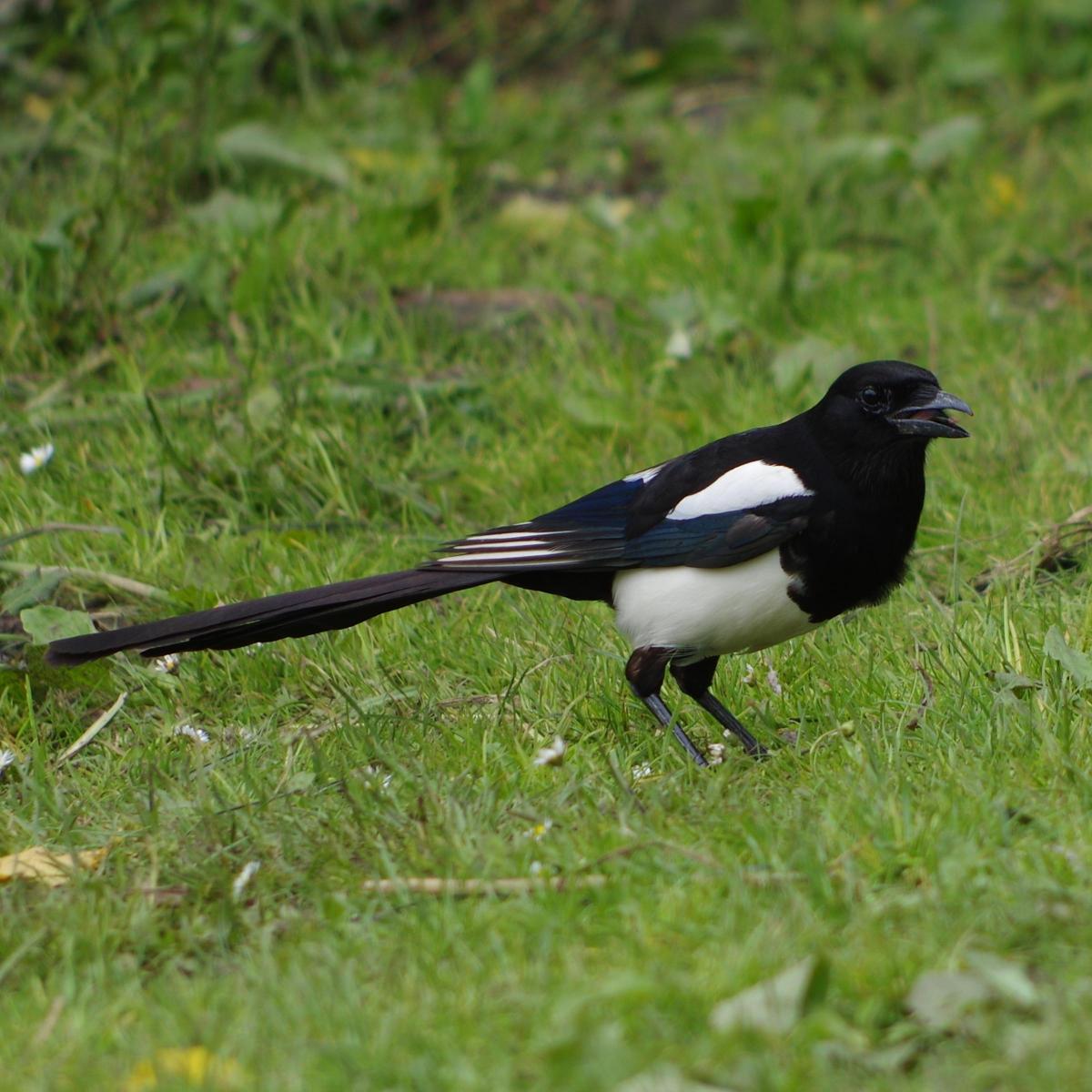 Good afternoon Mr Magpie Picture: NICK SMITH
