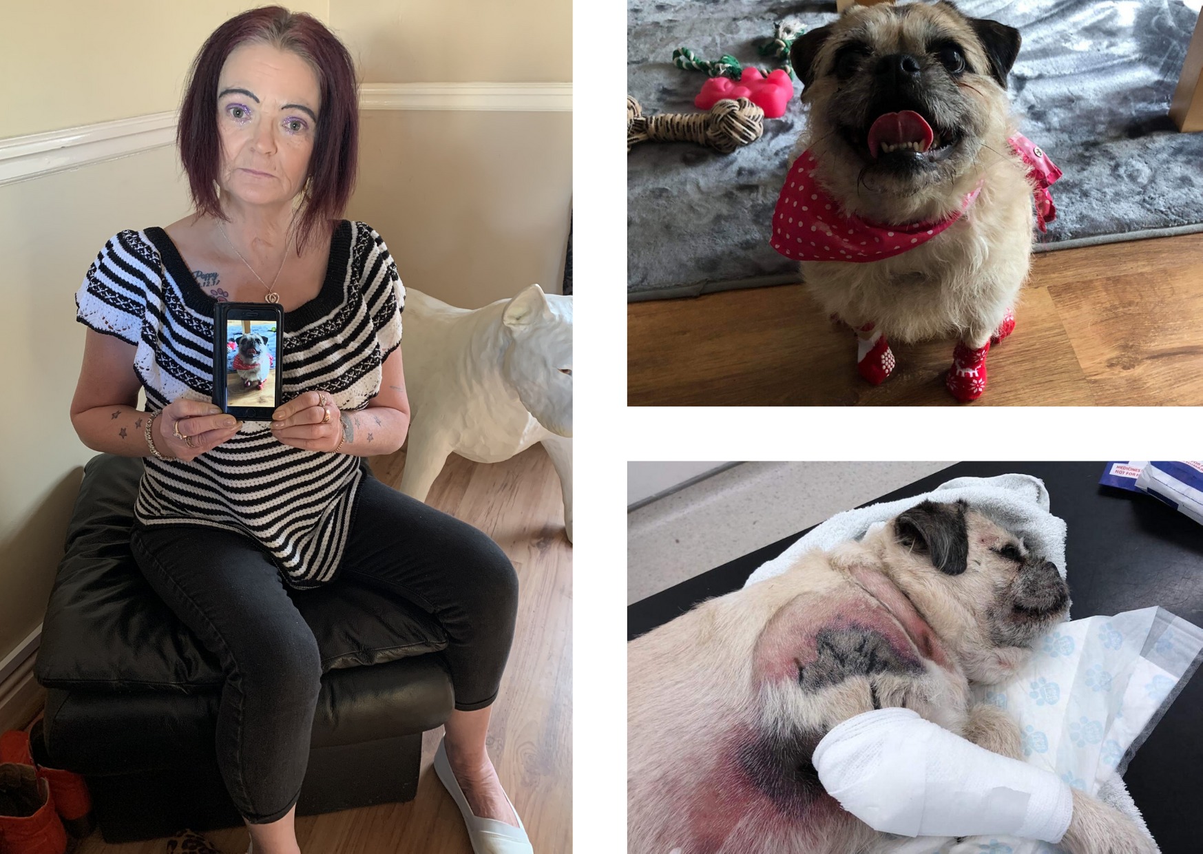 Owner S Dangerous Dog Warning As Beloved Pug Dies Six Days After Vicious Attack In Kingsdown Swindon Advertiser