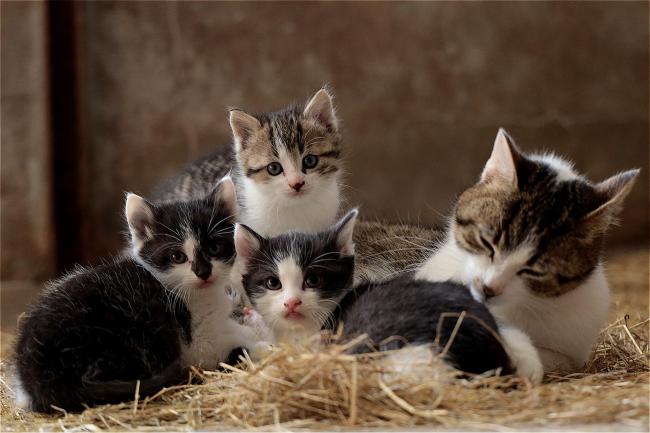 These Are The 22 Most Expensive Kittens To Buy In The Uk Swindon Advertiser