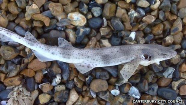 Swindon Advertiser: A dogfish shark that washed up on a Kent beach