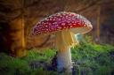 Pretty as it is in Phil Jefferies’ picture fly agaric contains an acid that attracts and killed flies