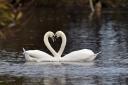 Helen Sly captured these swans making a perfect heart shape