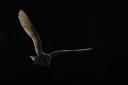 A barn owl in flight, by Stacy Woolhouse