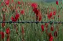 Steve Bessent barbed wire and poppies has echoes of the battlefield
