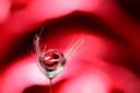 A tiny droplet caught in a rose, from Barry Simmons