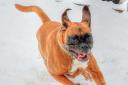 Walter Koza's dog hurtles over the snow