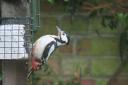 A woodpecker enjoys a snack