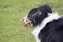 The Border Collie hospitalised the woman after biting her. (file photo)