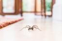 Thousands of sex-crazed spiders are about to invade UK homes