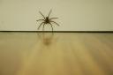 Spiders are starting to come back into people's homes