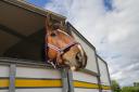 Traffic stopped on M4 after horse box breakdown