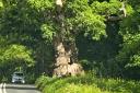 The ancient Big Belly Oak can be seen from the A346.