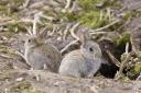 Three men accused of trying to capture rabbits illegally
