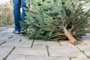 Some households in Swindon might struggle to dispose of their tree this Christmas.