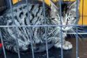 A cat rescued from bushes near Swindon Morrisons