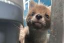 A fox cub at RSPCA Oak and Furrows