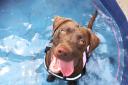 The Dogs Trust has issued advice to owners on how to keep their dogs cool in the coming summer heat.