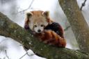 Scarlet the Red Panda in the snow. Picture: COTSWOLD WILDLIFE PARK