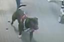 CCTV image of the dog involved in the attack
