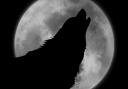 Full wolf moon to appear on Friday night - and you could see a lunar eclipse
