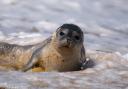 Vijay Patel spotted this common seal pup sunbathing in Norfolk