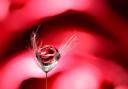 A tiny droplet caught in a rose, from Barry Simmons
