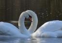 A pair of swans, by Penny Birch