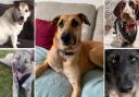 5 dogs available for adoption. Credit: S N Dogs