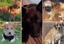 These 5 dogs need forever homes. Credit: S N Dogs