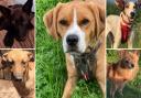 5 dogs looking for forever homes. Credit: S N Dogs