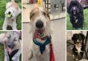 5 dogs looking for forever homes. SN Dogs