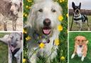 5 dogs searching for forever homes. Credit: SNDogs