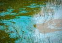 Blue-green algae possibly in lakes at Lydiard Park