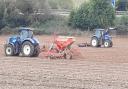 Drilling and rolling a field of winter wheat