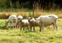 Sheep in a field near Marlborough