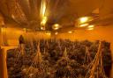 The cannabis factory was discovered in Swindon by officers on Tuesday.