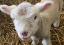 New lambs have arrived at Roves Farm near Swindon