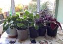 A selection of the plants that Linda grows to raise funds for a local hospice.