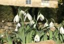 The pretty Arts and Crafts garden at Cotswold Farm is open to the public on February 18