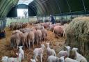 Kevin giving the ewes their tea in one of the pods