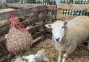 Newborn lambs in the barn with mum