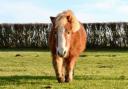 Shetland pony Gwinny had been a fixture at Roves Farm for almost 30 years until staff had to make the sad decision to put her to sleep.